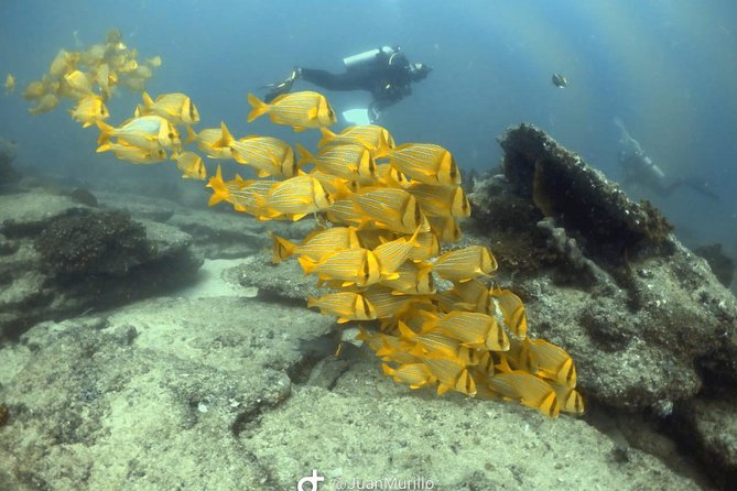 Scuba Diving adventure Cabo pulmo - Food, water, and practical comfort