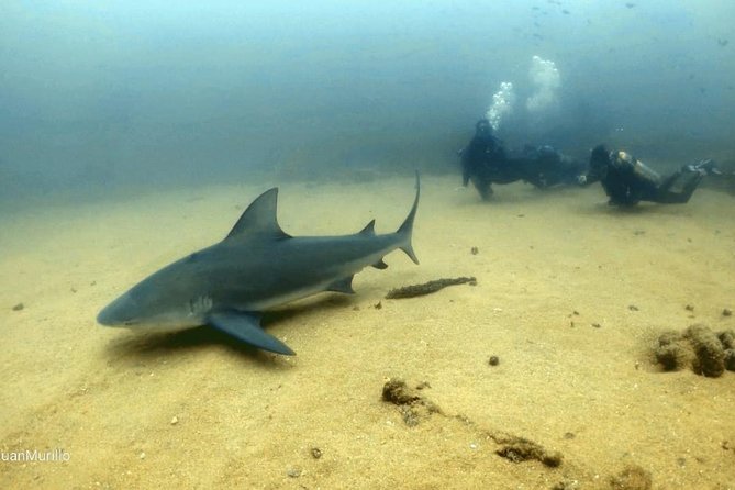 Scuba Diving adventure Cabo pulmo - The Cabo Pulmo Marine Preserve portion