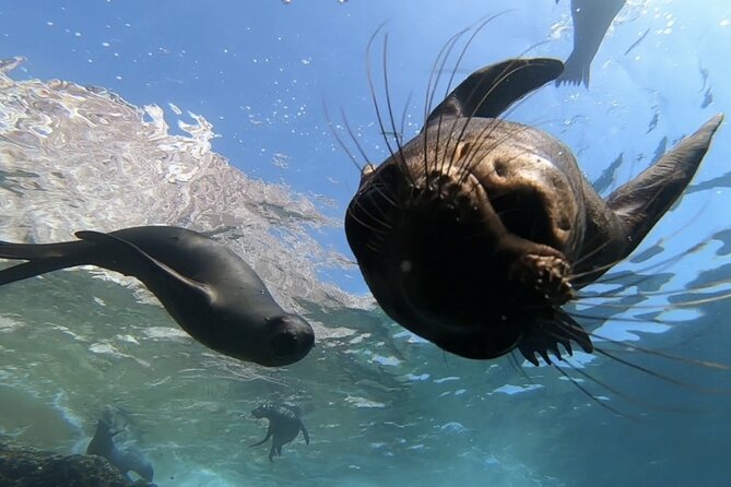 Scuba Diving Adventure in La Paz - A full day on the Sea of Cortez