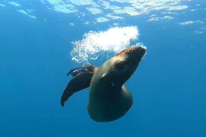 Scuba Diving Adventure in La Paz - The price makes the most sense for six people