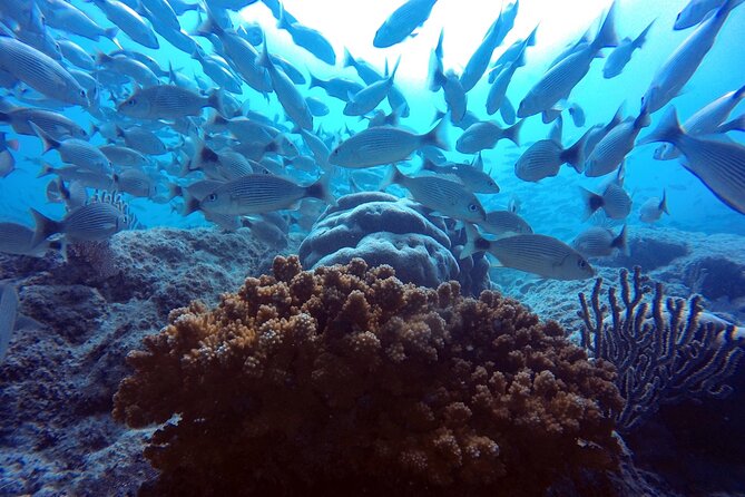 Scuba Diving Adventure in La Paz - Who will get the most from this outing?