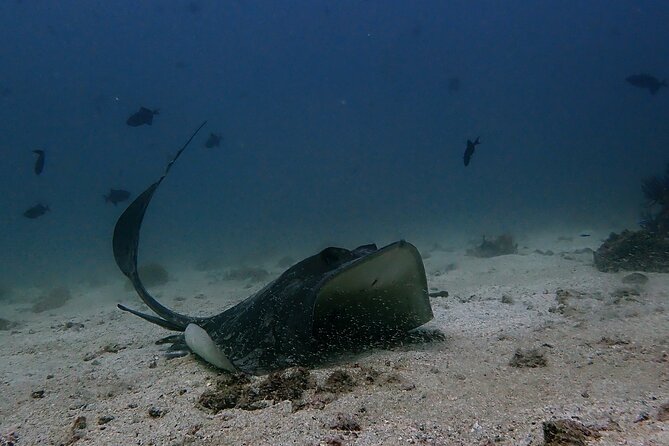 Scuba Diving Adventure in Musandam, Oman - Key points to know before booking