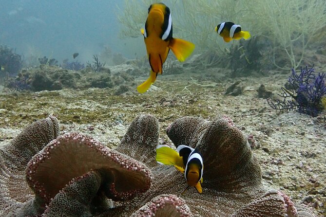 Scuba Diving Adventure in Musandam, Oman - The early trip to Daba Port