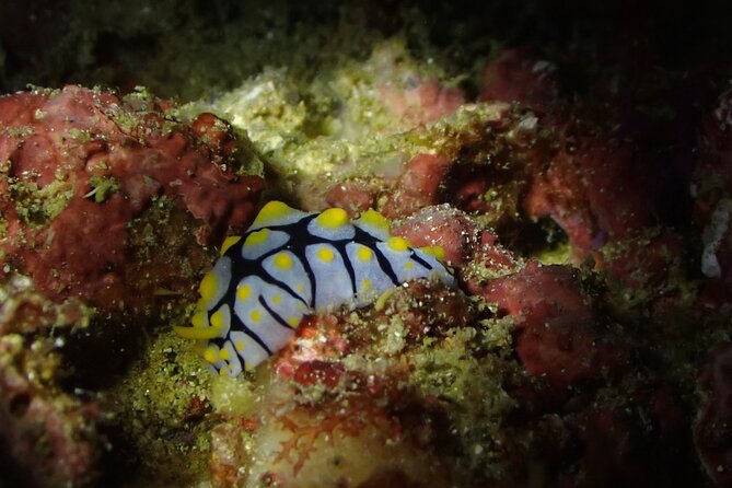 Scuba Diving Adventure in Musandam, Oman - What the staff add to the experience