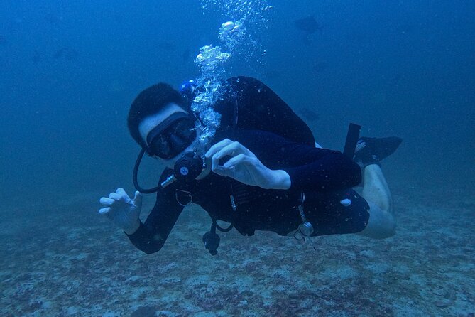 Scuba Diving Adventure in Musandam, Oman - Marine life, expectations, and seasonal uncertainty