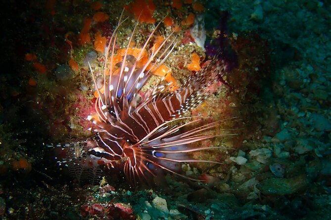 Scuba Diving Adventure in Musandam, Oman - Is the $153.52 price fair?