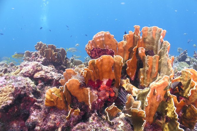 Scuba Diving Adventure WITHOUT CERTIFICATION! Try it today! - Why this Isla Mujeres program works for beginners