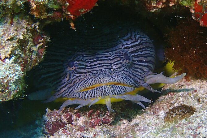 Scuba Diving Adventure WITHOUT CERTIFICATION! Try it today! - Equipment, comfort, and the small details