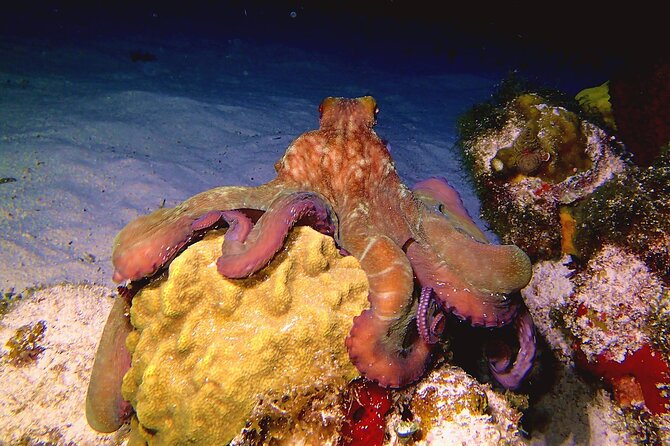 Scuba Diving Adventure WITHOUT CERTIFICATION! Try it today! - Is $160 a good value?