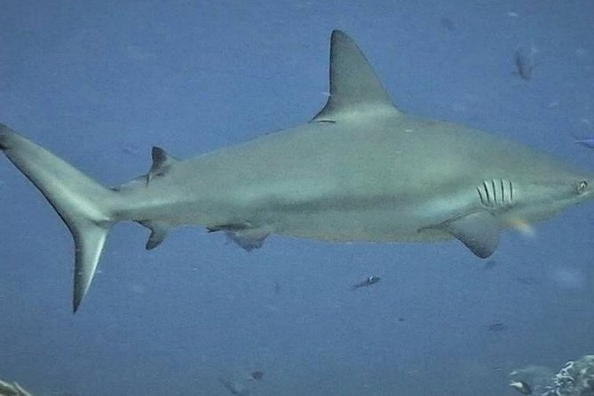 Scuba Diving Adventure WITHOUT CERTIFICATION! Try it today! - Who should choose this experience?