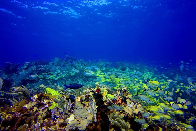 Scuba Diving Adventure WITHOUT CERTIFICATION! Try it today! - Shallow-water practice at the beach