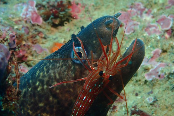 Scuba Diving Albufeira-Double Dive Trip - The first session, up to 55 minutes