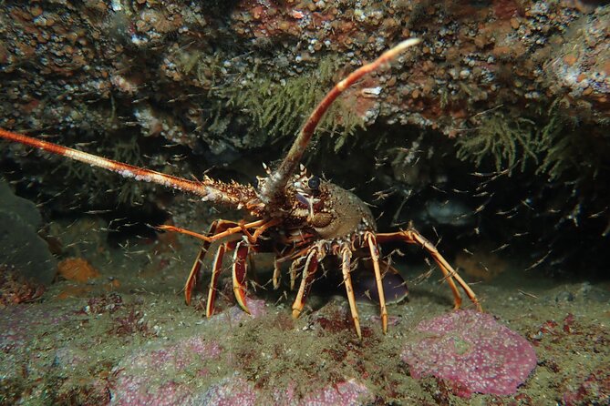 Scuba Diving Albufeira-Double Dive Trip - Returning to shore and finishing the morning