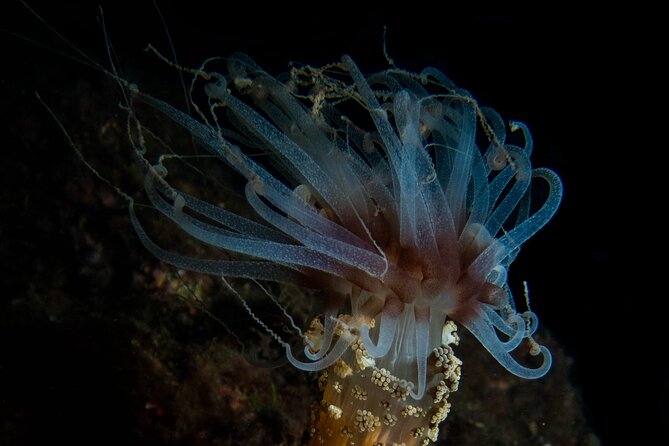 Scuba Diving Albufeira-Double Dive Trip - Who will get the most from this trip