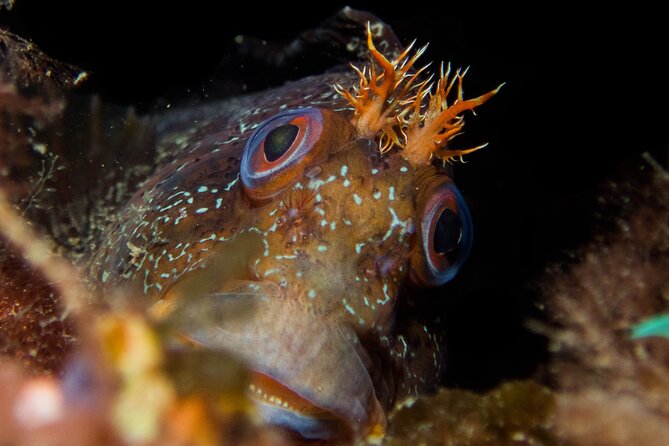 Scuba Diving Albufeira-Double Dive Trip - Timing, cancellation, and practical planning
