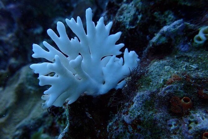 Scuba Diving and shopping on the Hipstrip. - What the $40 Montego Bay experience includes