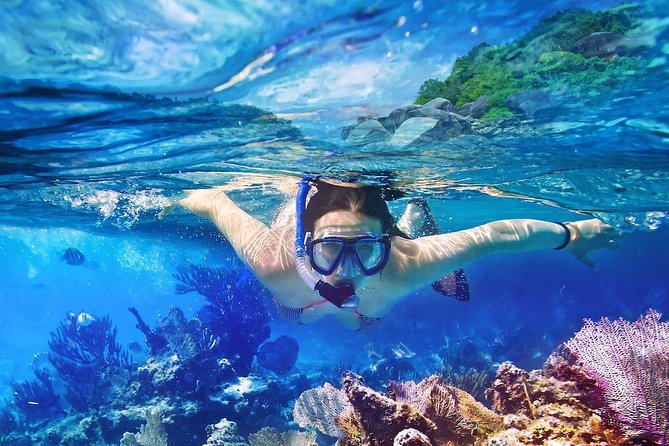 Scuba Diving at Catalina Island - 2 tank | 2 spots - The Aquarium and its easier depth