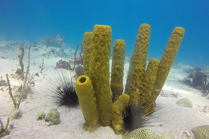Scuba Diving at Catalina Island - 2 tank - for Certified Divers - The Wall, coral gardens down to 99 feet