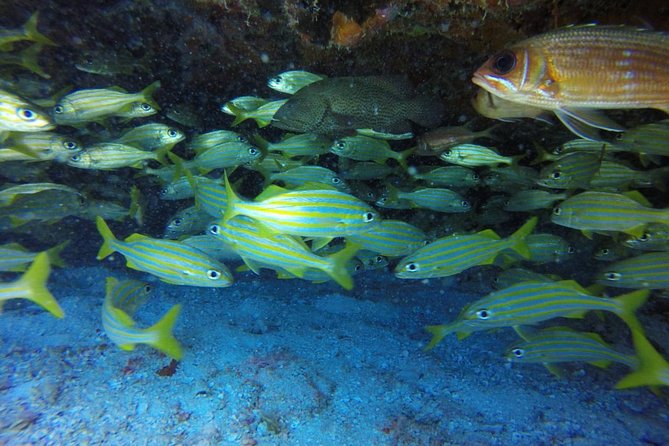 Scuba Diving at Catalina Island - 2 tank - for Certified Divers - Weather, sea conditions, and schedule risks