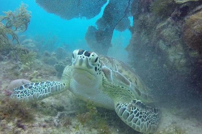 Scuba Diving at Catalina Island - 2 tank - for Certified Divers - Who will get the most from this Catalina outing