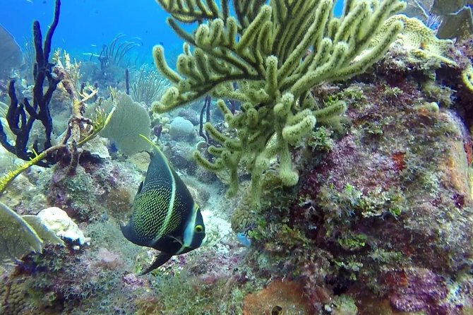 Scuba Diving at Catalina Island - 2 tank - for Certified Divers - Getting ready with the PADI instructor