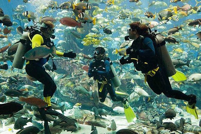 Scuba Diving at Jumeirah Dubai with Private Transfers - Key points to know before booking