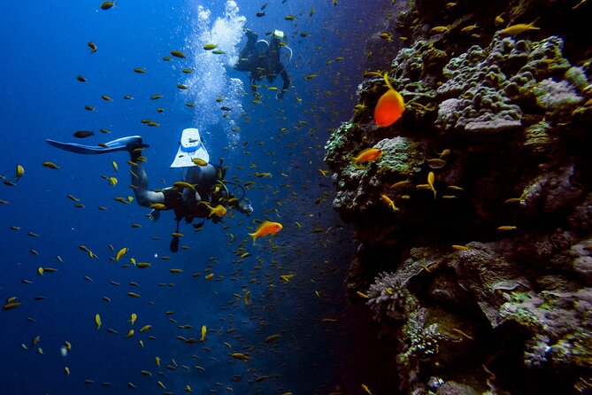 Scuba Diving at Jumeirah Dubai with Private Transfers - Starting at Jumeirah Beach