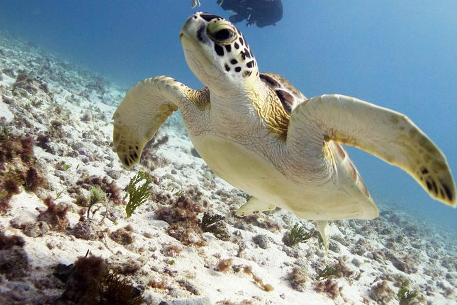 Scuba diving at MUSA the underwater museum for certified divers - Why the Manchones Reef Stop Matters
