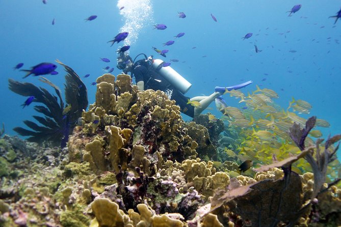 Scuba diving at MUSA the underwater museum for certified divers - Small Groups and the Human Side of the Outing