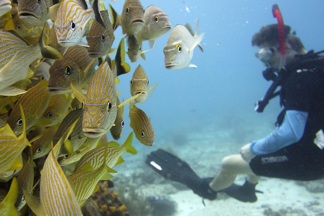 Scuba diving at MUSA the underwater museum for certified divers - Equipment, Comfort, and What to Bring