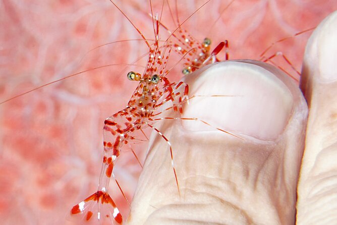 Scuba Diving at Tulamben macro dive sites - A 7:30 am Start From Kuta