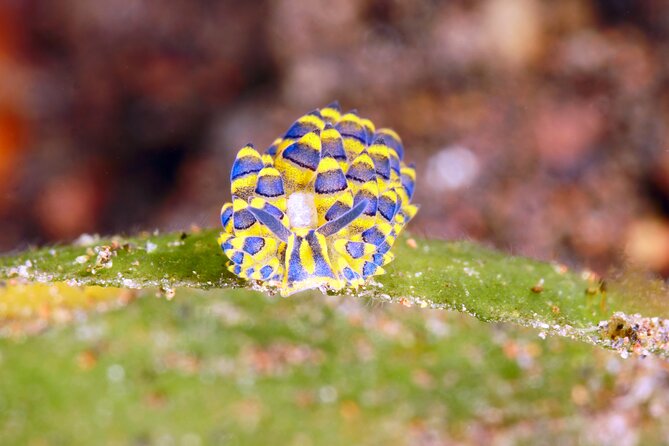 Scuba Diving at Tulamben macro dive sites - Two Shore Sessions, Two Different Locations