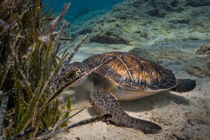 Scuba Diving at Turtle Bay with Underwater Pictures Included - The Briefing Comes Before the Water