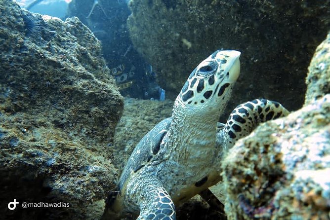 Scuba Diving at Unawatuna - Choosing among reefs and shipwrecks