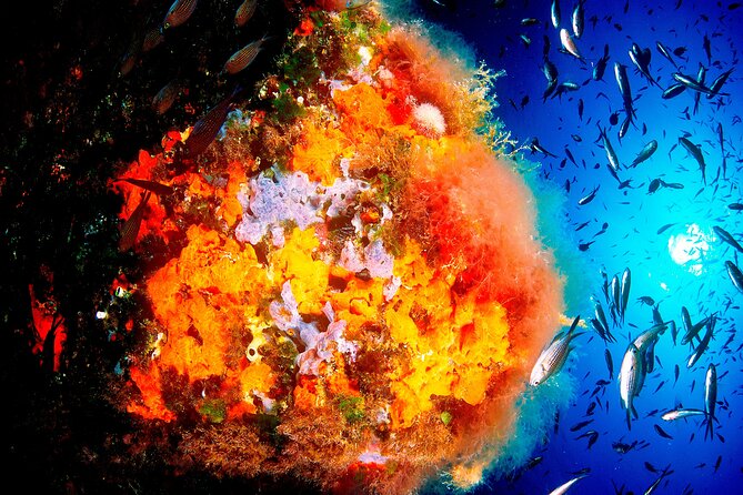 Scuba Diving Baptism and Snorkeling in Ibiza - A 35-minute underwater circuit