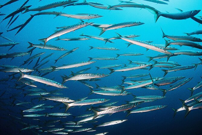 Scuba Diving Baptism and Snorkeling in Ibiza - Who will enjoy this most?