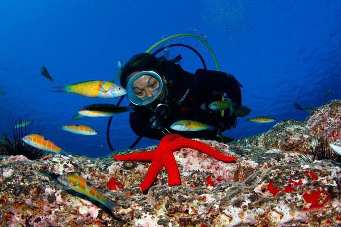 Scuba Diving Baptism in Caleta de Fuste - Starting at the Deep Blue Dive Center at 9:30 am