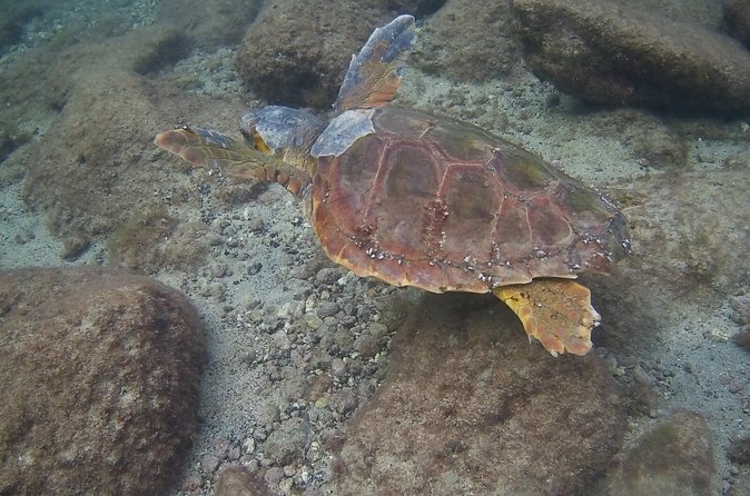 Scuba Diving Baptism in Costa Teguise, Lanzarote - Equipment, insurance, and what the price covers
