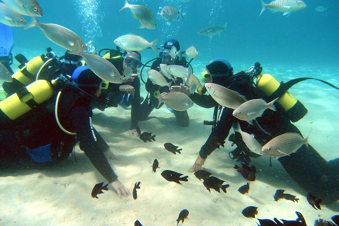 Scuba Diving (Basic Diver - 2 dives) - What This Four-Hour Program Really Offers