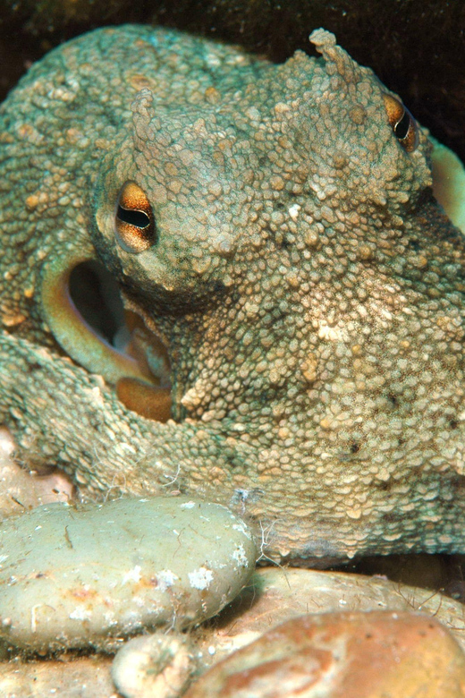 Scuba Diving Beginners/Experts Pefkos Lindos Rhodes Greece - How the qualified diver option works