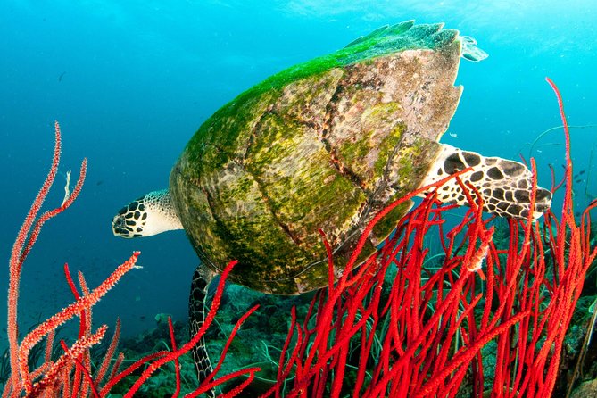 Scuba Diving Day Trip at Koh Chang – 2 Dives - Exploring Koh Rang National Park