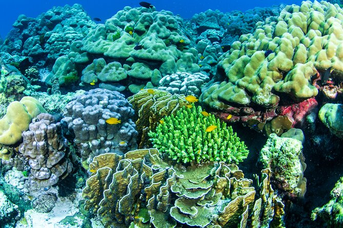 Scuba Diving Daytrip to Racha Yai - From Phuket hotels to Chalong Pier