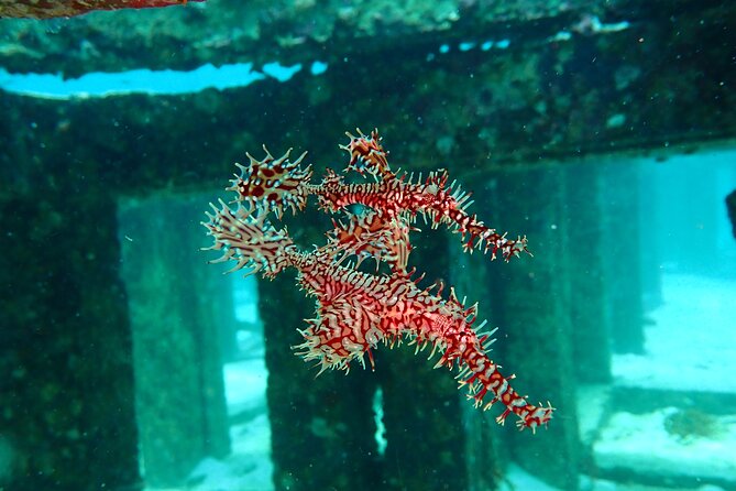 Scuba Diving Daytrip to Racha Yai - Who will get the most from this trip