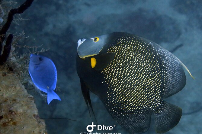 Scuba Diving Discovery in the Crystal Water DE Bayahibe - Gaëlle and Julien’s personal approach