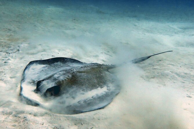 Scuba Diving Discovery in the Crystal Water DE Bayahibe - Fitness, weather, and comfort