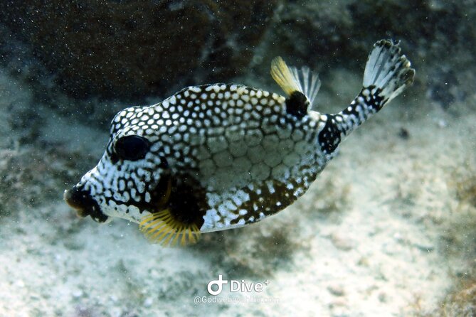 Scuba Diving Discovery in the Crystal Water DE Bayahibe - Who will enjoy this Bayahibe outing most