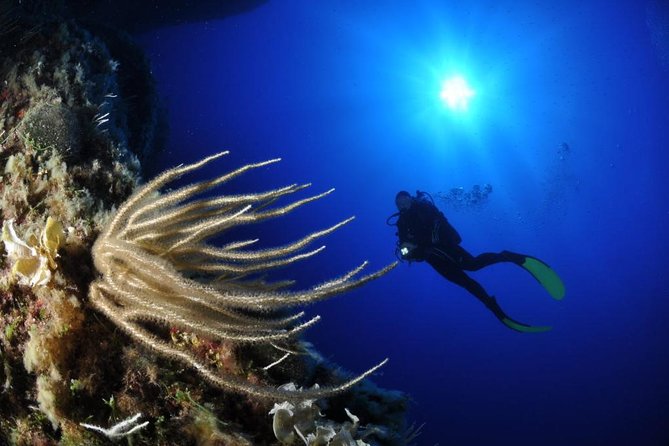 Scuba Diving Experience - Key points to know before booking