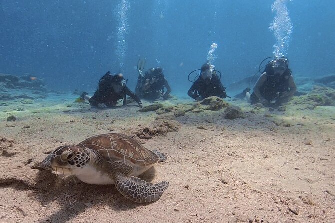 Scuba Diving Experience (10+ Years) AND Free Edited Video - Starting at Nautilus Scuba Diving Centre