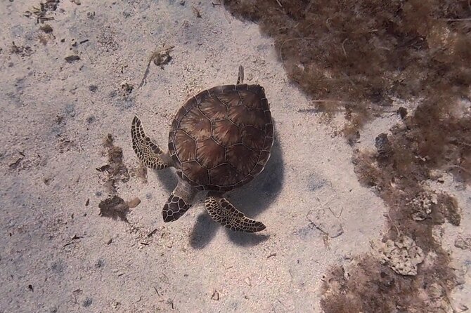 Scuba Diving Experience (10+ Years) AND Free Edited Video - Learning the basics before entering the water