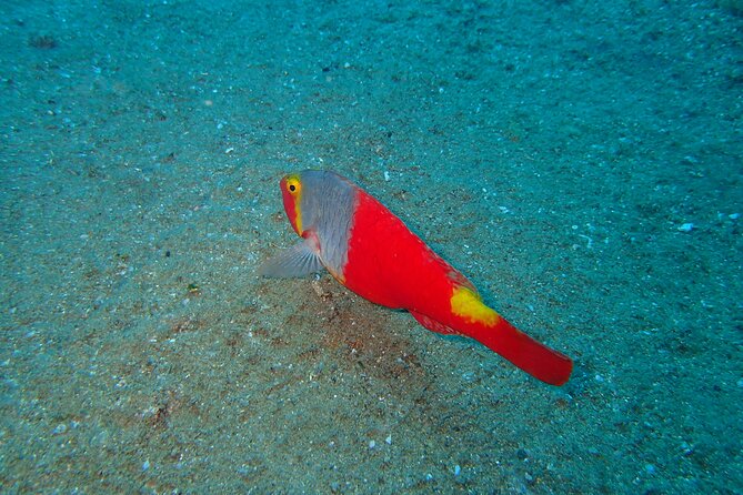 Scuba Diving Experience at Arguineguin and Puerto Rico - Key Points To Know Before You Go